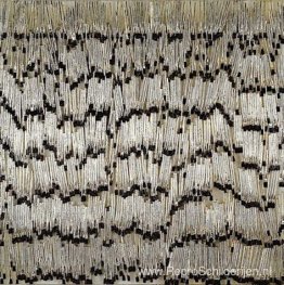 Kruisvaarders Kruisvaarders