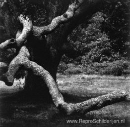 De boom 35 De boom 35