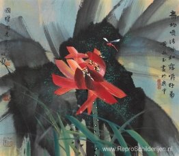 Lotus Lotus