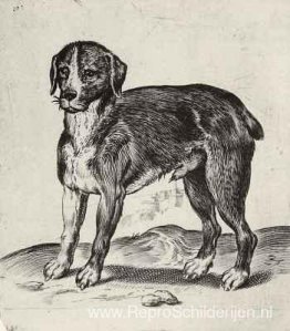 Hond Hond