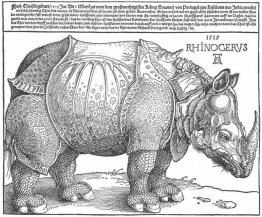 Neushoorn Neushoorn