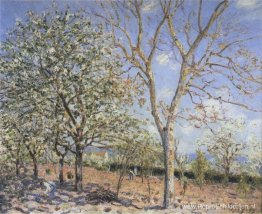 Bomen in bloei Bomen in bloei