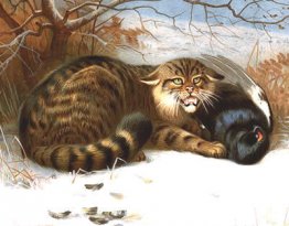 Wilde kat Wilde kat
