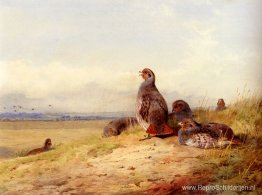 Rode Patrijzen Rode Patrijzen