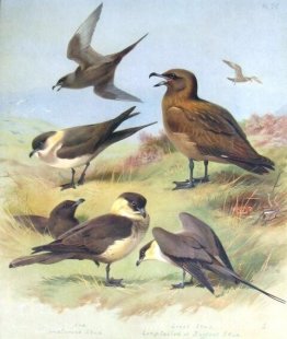 Richardsons Jager, Grote Jager, Pomarine Jager Richardsons Jager, Grote Jager, Pomarine Jager