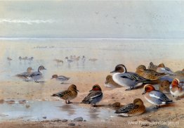Pijlstaart, Wintertaling En Smient, Aan De Kust Pijlstaart, Wintertaling En Smient, Aan De Kust