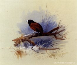 Een Nepalese non met zwarte kop in de tak van een boom Een Nepalese non met zwarte kop in de tak van een boom