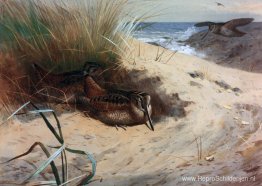Houtsnip tussen de duinen Houtsnip tussen de duinen