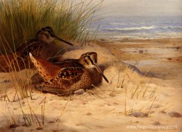Houtsnip Die Op Een Strand Nestelt Houtsnip Die Op Een Strand Nestelt