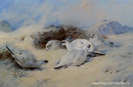 Ptarmigan zoekt onderdak Ptarmigan zoekt onderdak