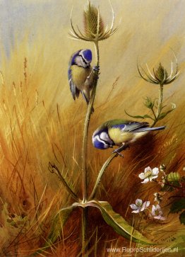 Bluetits Op Een Kaardebol Bluetits Op Een Kaardebol