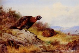Korhoen Op De Hei Korhoen Op De Hei