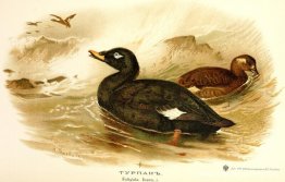 Fluwelen zee-eend Fluwelen zee-eend