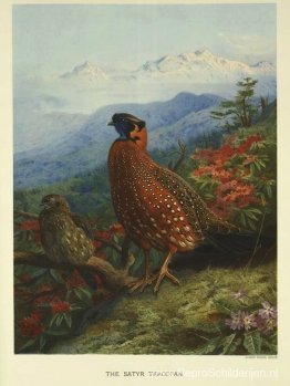 Satyr-Tragopan Satyr-Tragopan