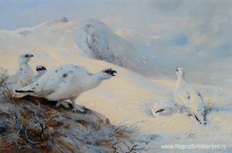 Ptarmigan roept in de sneeuw Ptarmigan roept in de sneeuw