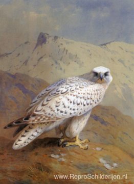 Een Groenlandse of Gyr Falcon Een Groenlandse of Gyr Falcon