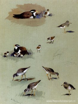 Studie van strandlopers, crèmekleurige loopvogels en andere voge Studie van strandlopers, crèmekleurige loopvogels en andere voge