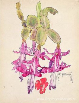 Cactusbloem Cactusbloem