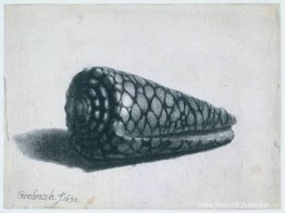 De schelp (Conus marmoreus) De schelp (Conus marmoreus)