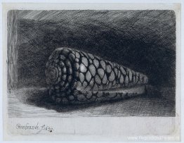 De schelp 'Conus Marmoreus' De schelp 'Conus Marmoreus'