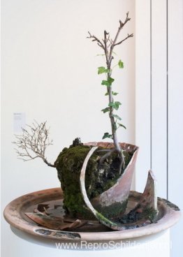 Plant morte in peau Plant morte in peau