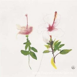 Hibiscus Hibiscus