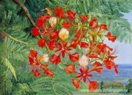 Gebladerte en bloemen van een boom uit Madagaskar Gebladerte en bloemen van een boom uit Madagaskar
