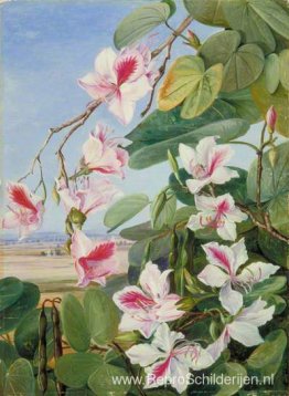 Gebladerte, bloemen en vruchten van een gewone Indiase bosboom Gebladerte, bloemen en vruchten van een gewone Indiase bosboom