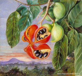 Gebladerte en vrucht van Sterculia parviflora Gebladerte en vrucht van Sterculia parviflora