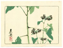 Bloeiende plant - Hana Kurabe Bloeiende plant - Hana Kurabe