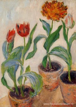 Drie potten tulpen Drie potten tulpen
