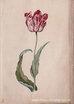 Tulp Tulp