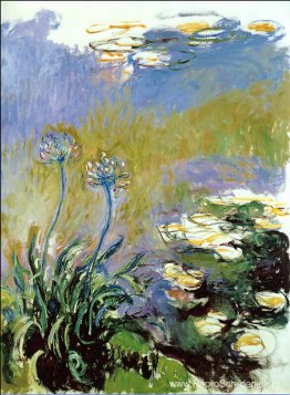 Agapanthus Agapanthus