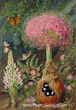 Buphane toxicara en andere bloemen van Grahamstown Buphane toxicara en andere bloemen van Grahamstown