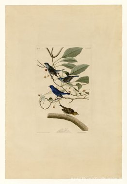 Bord 74 Indigovogel