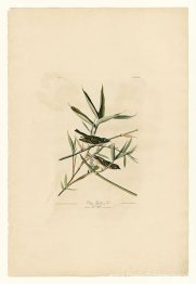 Plaat 28. Solitaire Vliegenvanger of Vireo