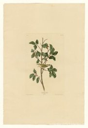 Plaat 154 Tennessee-zanger