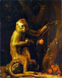 Portret van een aap