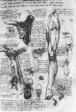 Anatomische studies (larynx en been)