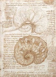 Tekening van de baarmoeder van een drachtige koe