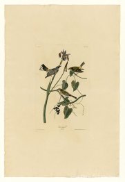 Plaat 153 Geelkroonzanger