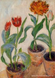 Drie potten tulpen