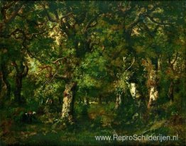 Fagotuse in het bos