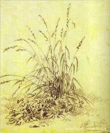 Gras