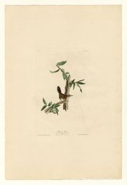 Plaat 18. Bewick's winterkoninkje