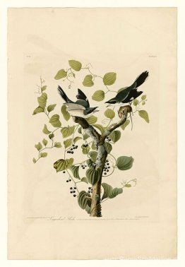 Plaat 57. Klauwier