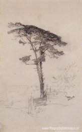Pijnboom