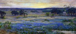 Bluebonnets in de schemering