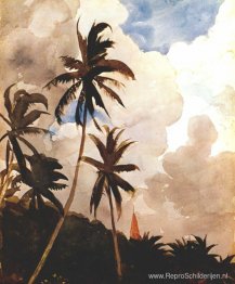 Palmbomen (Bahama's)