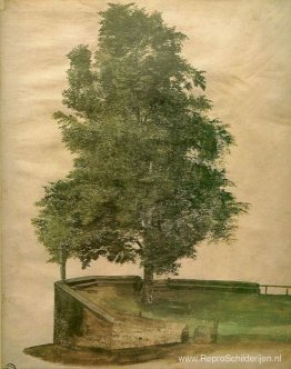 Lindeboom op een bastion
